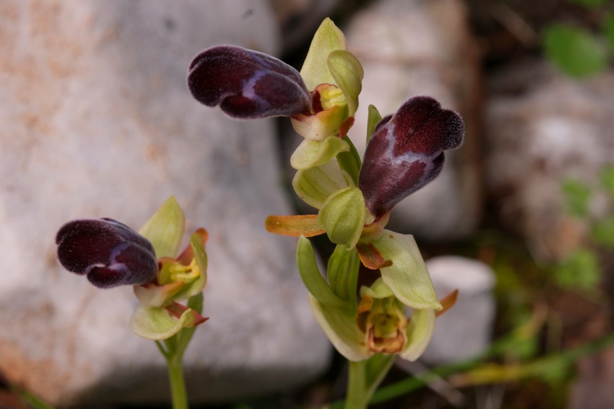 Orchidee di Marzo - Dalla Grecia con passione